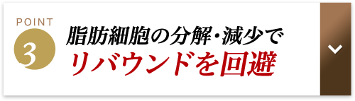 脂肪細胞の分解・減少でリバウンドを回避